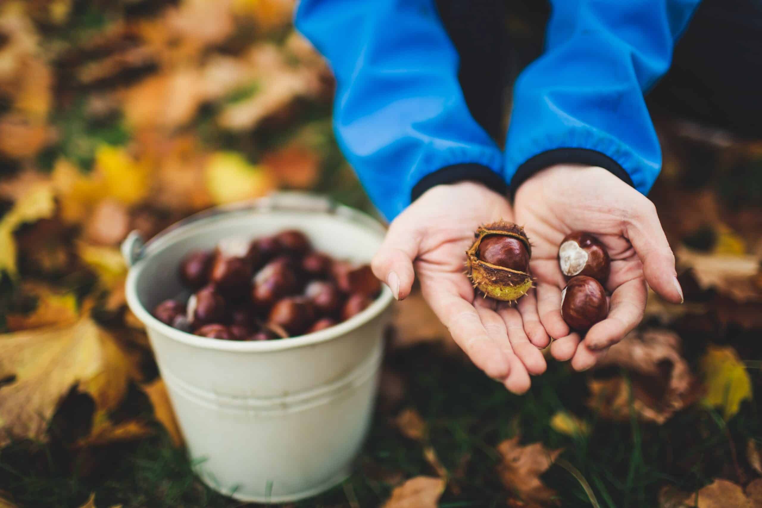 Castagne: Proprietà e Benefici